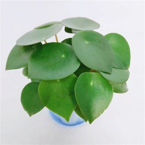 荷葉椒草照顧|荷葉椒草的栽培照護方法 (Peperomia polybotrya)